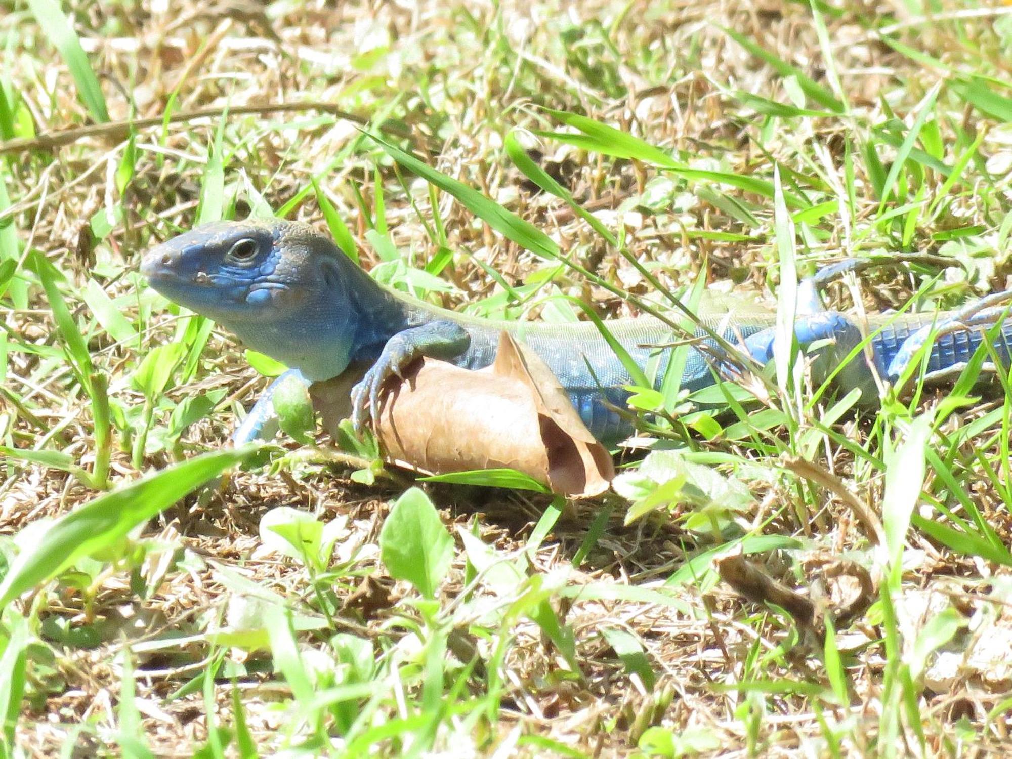 Blue Lizard House Villa San Andrés Dış mekan fotoğraf